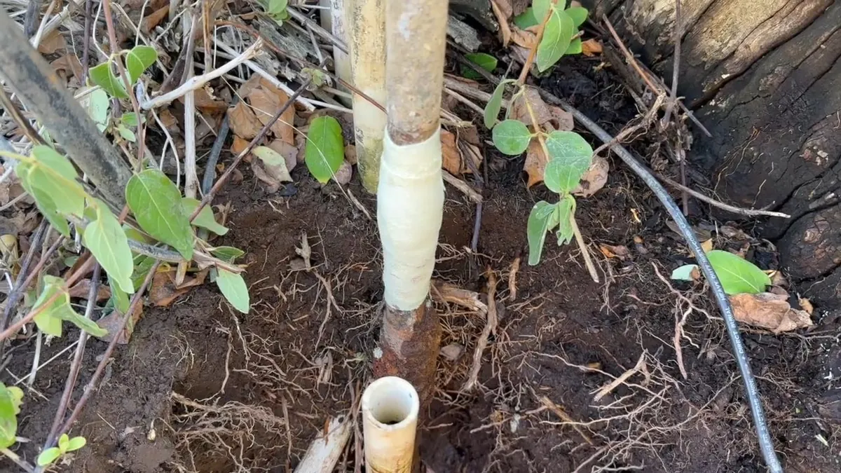 Repaired sprinkler riser beside landscape plants for outdoor kitchen plumbing in Laguna Niguel